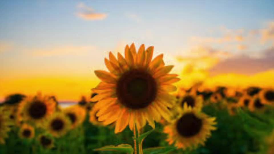 Planting a Sunflower Seed 