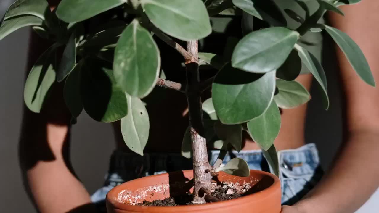 Tips and Tricks to Prevent Terrarium  