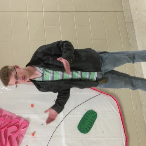 Kevin ribosomes